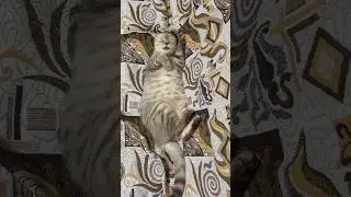 #cat #catlover #kitten #videoforcats #catsleeping #cats