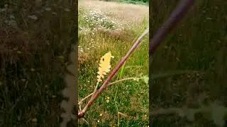 Ragwort poisoning and horses, essentual viewing for horse lovers