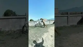 Unbelievable Horse Fight 😱 Wait for end ||OMGsquad07||#shorts #youtubeshorts #horse #viral