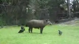 tapir, kir