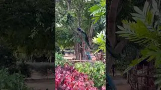 Beautiful Indian peacock bird close up video