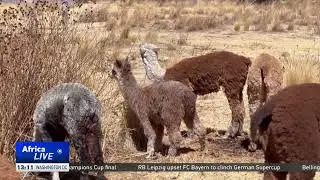 Prolonged drought, frost threaten livestock in Peru