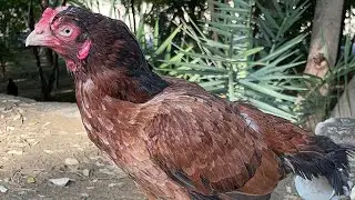 some Female Home Breed 🏆 #aseelbreeding #aseelmurga #murga