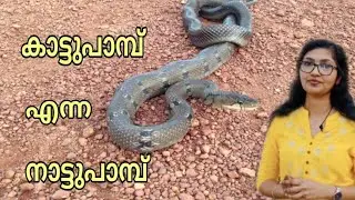 Trinket Snake | കാട്ടുപാമ്പ് | Marunnu | Dr Jithesh