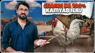 Aseel murga chandi ka ilaj | Bumblefoot in chickens | Chandi ka ilaj #yt #treatment #aseel