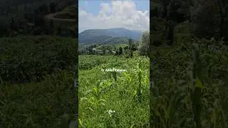 Pir Panjal Lovers | Pir Panjal Beauty | Kotranka Mini Kashmir #famousplaces #jammudiaries #pirpanjal