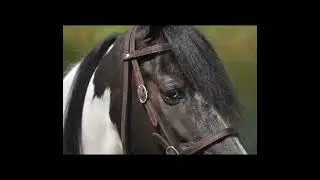 For your consideration, Citizen Kane, 8 year old registered Spotted saddle horse gelding.