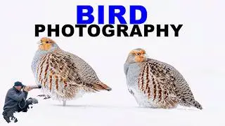Bird Photography In the Snow Partridges (Perdix Perdix)