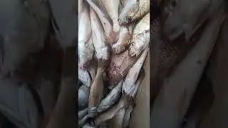 pescaria de corvina na rede, quex pega 😎