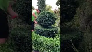 Yew topiary is highly enjoyable and probably addictive 😜