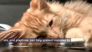 Cat Zoomies Explained