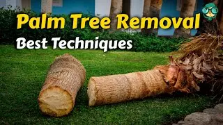 How to Remove a Palm Tree || Palm Tree Removal || Best Ways to Remove Palm Trees Safely!!