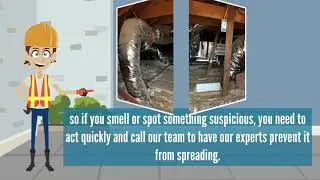 Check for mold regularly | Video Tip | Attic Cleaning Huntington Beach
