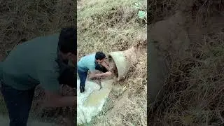 Remove Debris Clog In Culvert Drain #unclog #culvert #satisfying #shorts