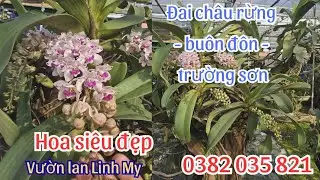 ĐAI CHÂU RỪNG BUÔN ĐÔN - TRƯỜNG SƠN...0382 035 821 || VƯỜN LAN LINH MY