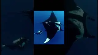Manta rays are way bigger than you think