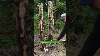 Comment se d&eacute;barrasser de sa haie de thuya ?