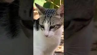 GATITO #cutecat #funnycats  #musica #funny #shorts #viral #cute #pets  #love #cat #shortvideos