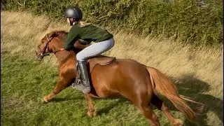 Shetland Race Training - Join Duble & Ava on our Grass Gallops. 