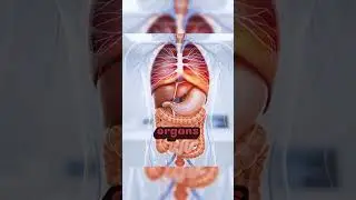Radiation Impact: What Happens Inside Your Body in Seconds ☢️💀