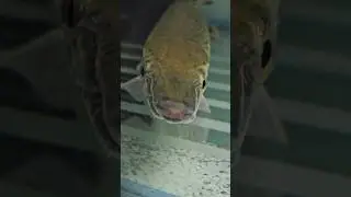 Alligator Garg Fish #monsterfish #aggressive #fishlover #youtubeshorts #aquarium