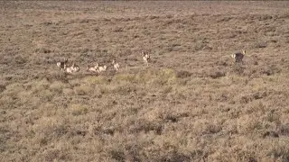 Mule deer fawn surviving through winter dropped last month