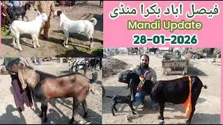 Faisalabad Bakra Mandi New Update &bull; 28 January 2026 &bull; | قربانی والے جانور بریڈر بکرے |