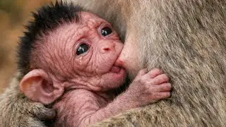 🔴 LIVE: Newborn Baby Monkey Learning to Crawl: First Time Ever (Mom is So Helpful!)