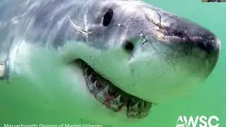 Great White Sharks and Seals in New England Webinar