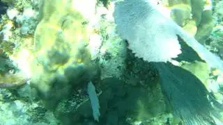 John Pennekamp Coral Reef State Park - Snorkeling Tour - Key Largo, FL - 6