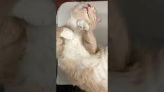 Cat sleeping on its back