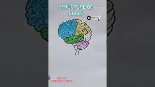 HOW TO DRAW BRAIN  #viral#ytshorts#shorts#drawing#science#education#educationaldrawing#artcraft