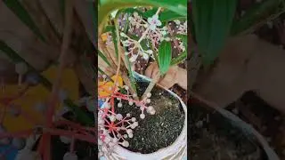 MIX KOKO & KOKE DAMA #kokedama #bonsai #trending #viral #hobby #diy #tips #flowers #yearofyou