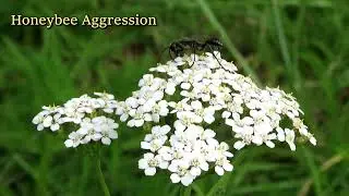 Honey Bee Aggression