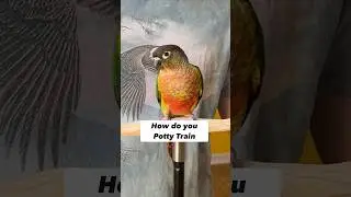 How to Potty Train a Green Cheek Conure Potty Training a Parrot