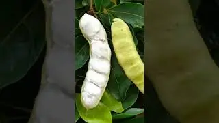 Nature&rsquo;s Candy: 7 Surprising Health Benefits of Ice Cream Bean! 🍬🌱 #Shorts