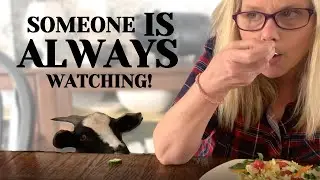 GOAT BEGS FOR FOOD || Life with Penny the house GOAT ||#SHORTS