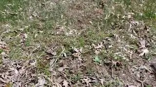 2023 How to find secret  morel mushroom patches by your house.