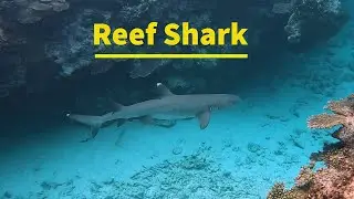 White tip reef shark in gulley.