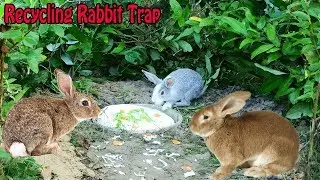 Unbelievable Rabbit Trap - Creative Girl Catch Rabbit Using Recycling For Quick Trap