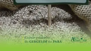 Cadeia Produtiva do Gergelim no Pará