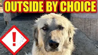 Why Farm Dogs Choose to Sleep Outside