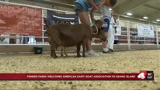 Fonner Park hosts the American Dairy Goat Association National Show