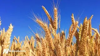 Gluten-Free Diets - Separating the Wheat from the Chat