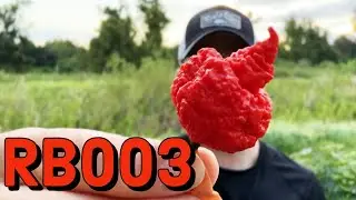 RB003 | Pepper Review