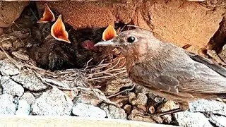 Brown rock chat bird babies in nest | Bird Plus Animals