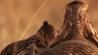 Hello World: The Greater Prairie Chicken Dance