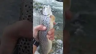 Big Himalayan Trout  #Fishing #Trout #GilgitBaltistan #Pakistan