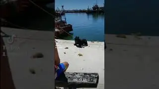 impactante batalla - Perro Valiente vs Lobo Marino de local con musica de dragon ball z