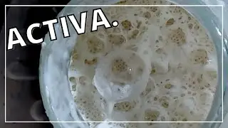 👍 Masa Madre l&iacute;quida f&aacute;cil 👀 y sin secretos
